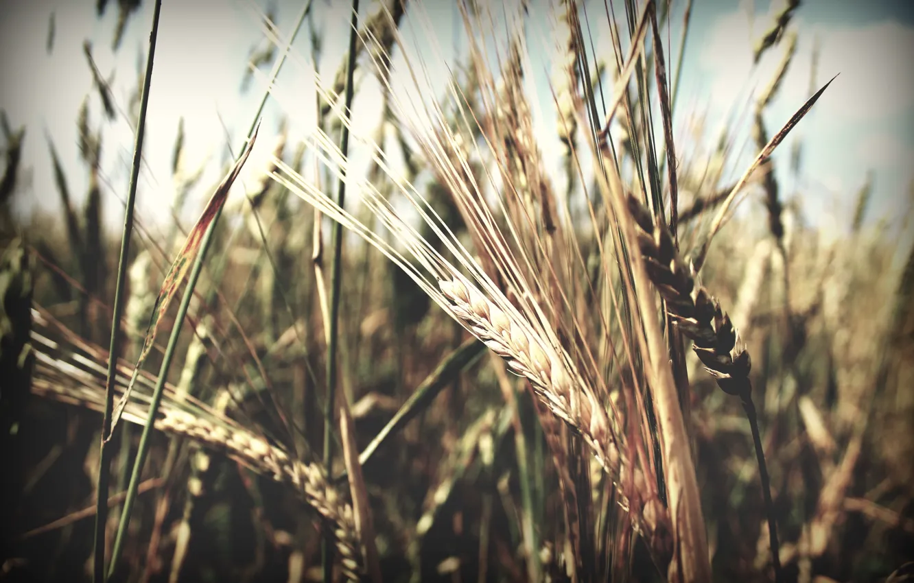 Photo wallpaper summer, July, wheat, beer, rye