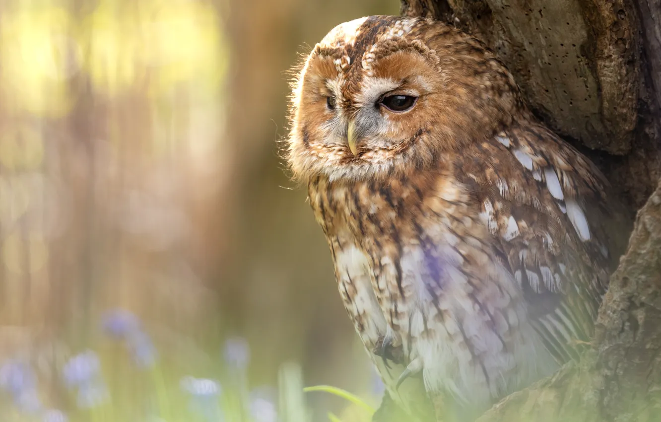 Photo wallpaper light, trees, nature, owl, bird, bokeh, the hollow, owl