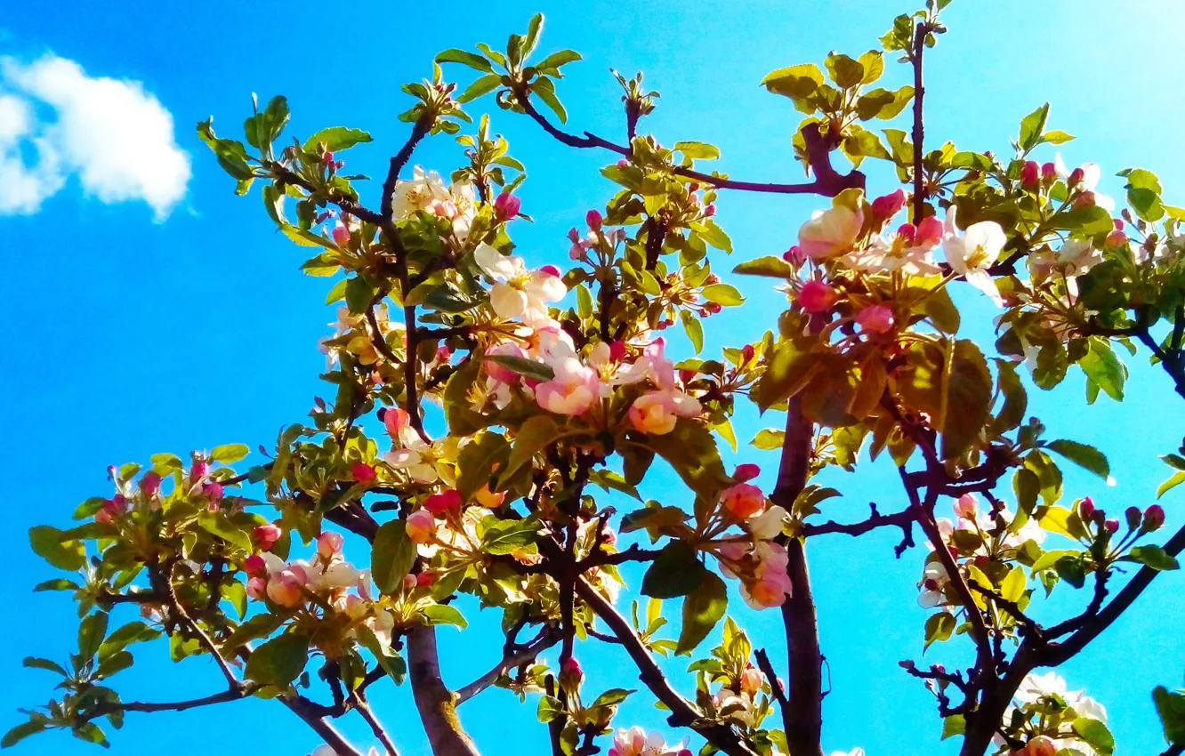 Photo wallpaper garden, spring, apple tree
