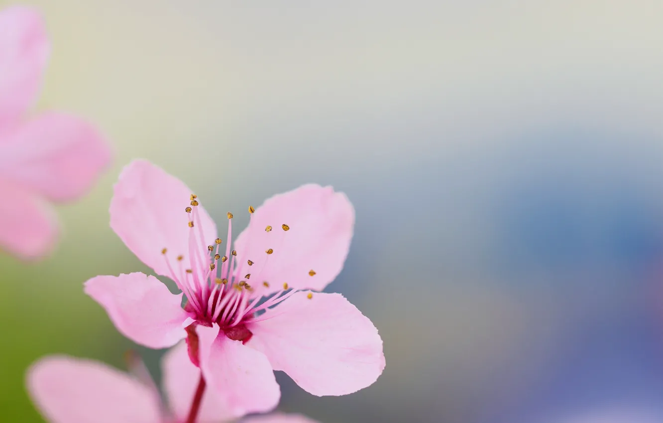 Photo wallpaper flower, spring, petals, garden