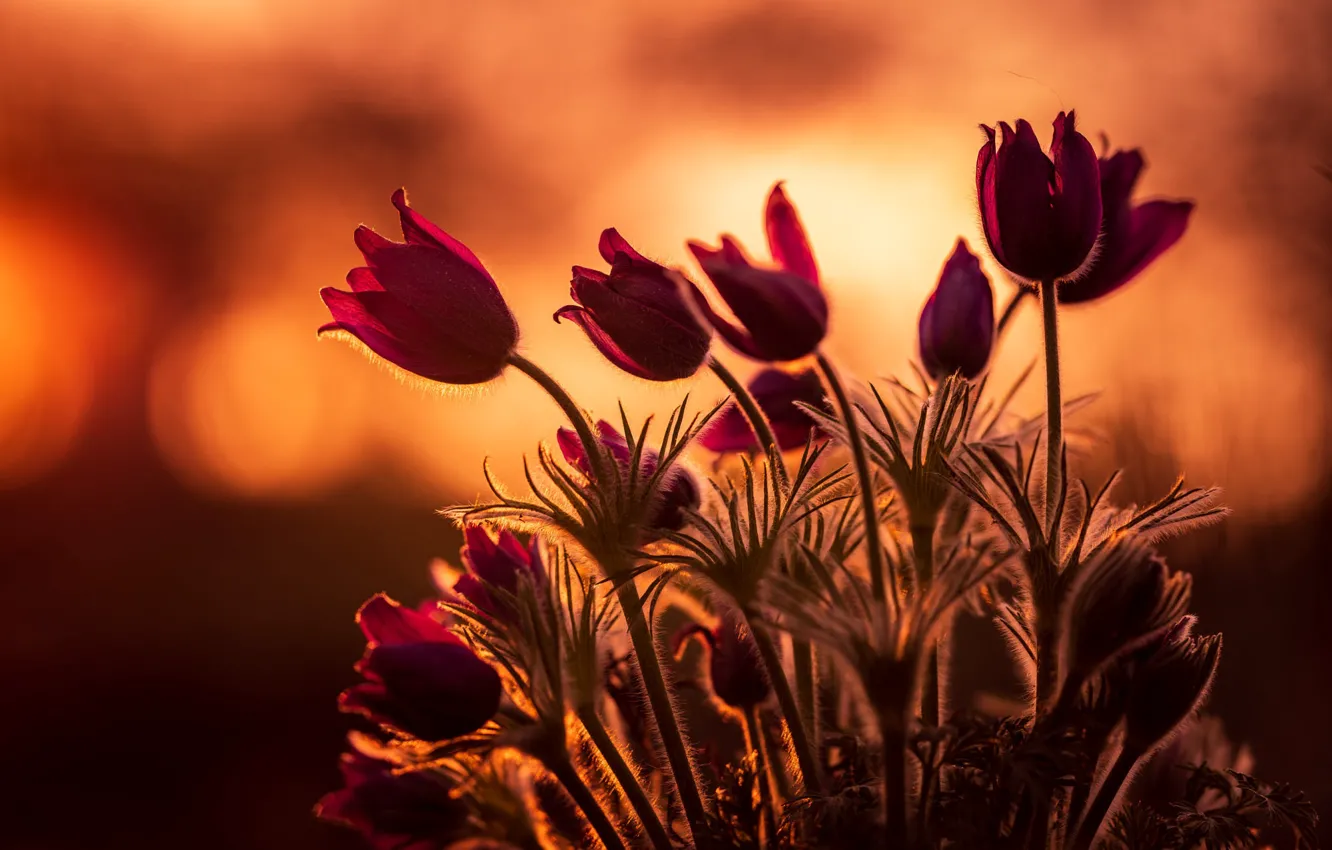 Photo wallpaper light, sunset, flowers, spring, pink, bokeh, anemones, cross