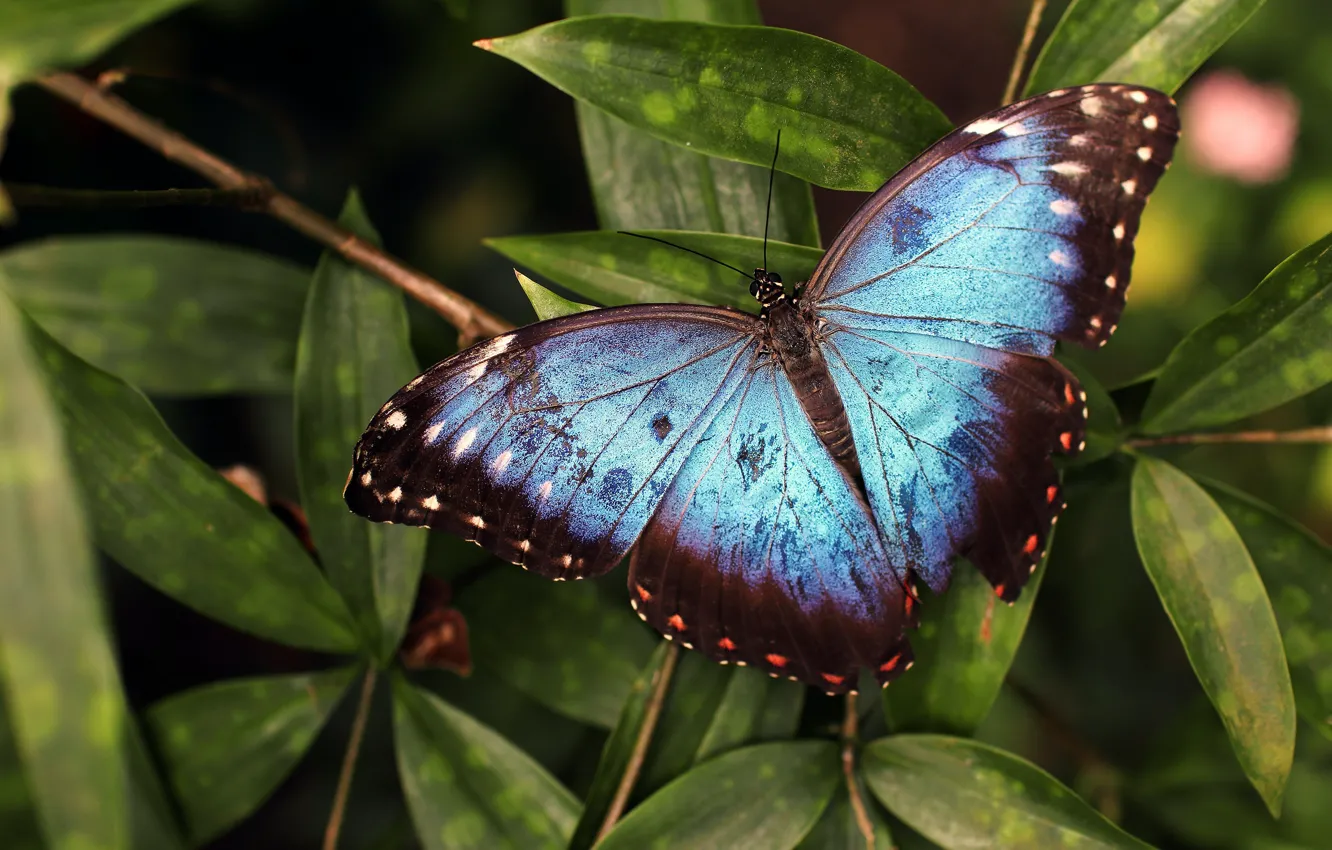 Photo wallpaper leaves, macro, the dark background, butterfly, blue