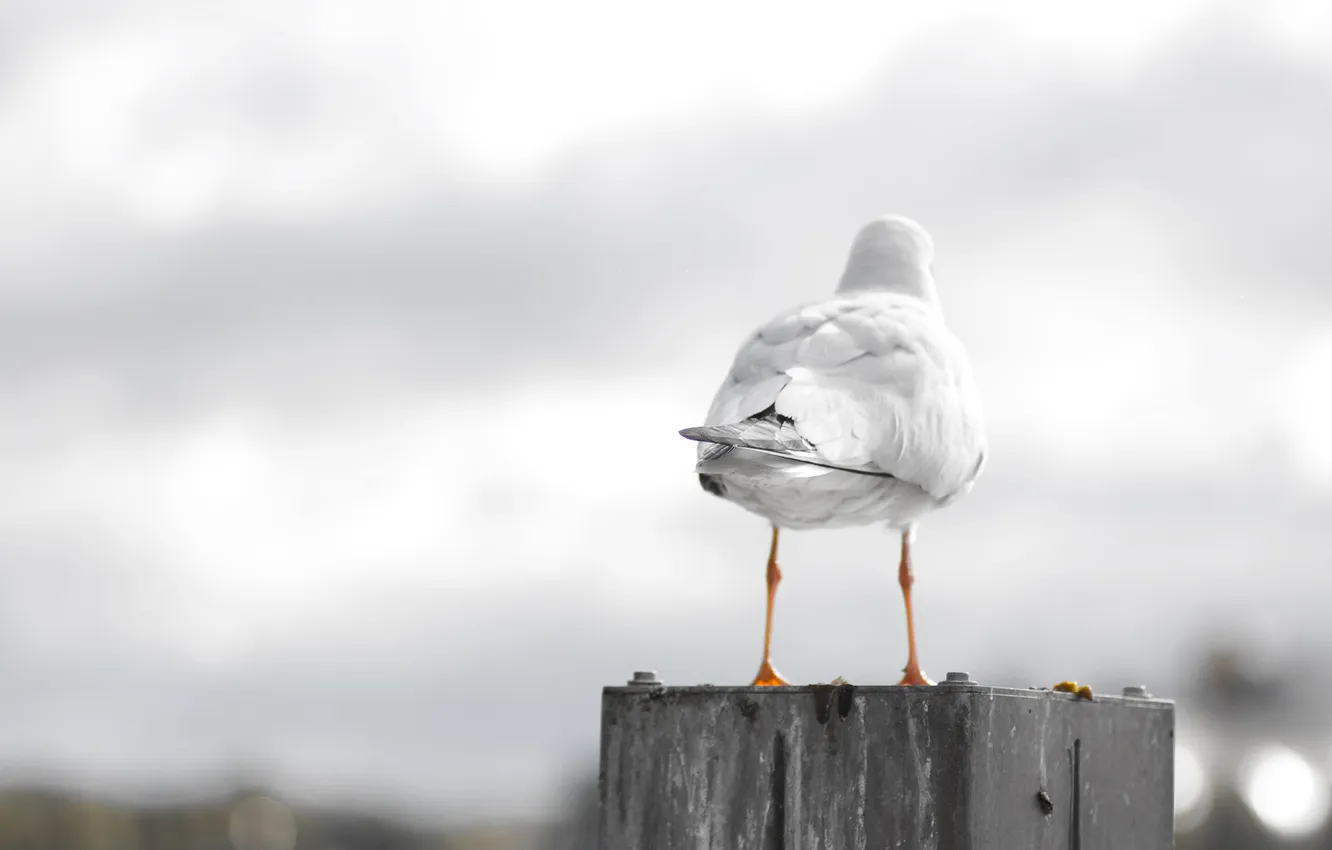 Photo wallpaper Seagull, tail, the trick, litter