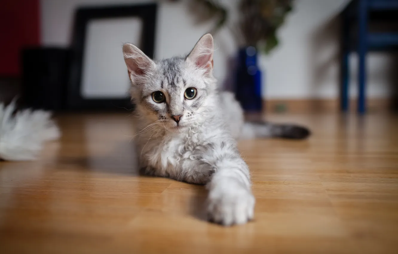 Photo wallpaper cat, eyes, cat, mood, legs, wool, face, Kote