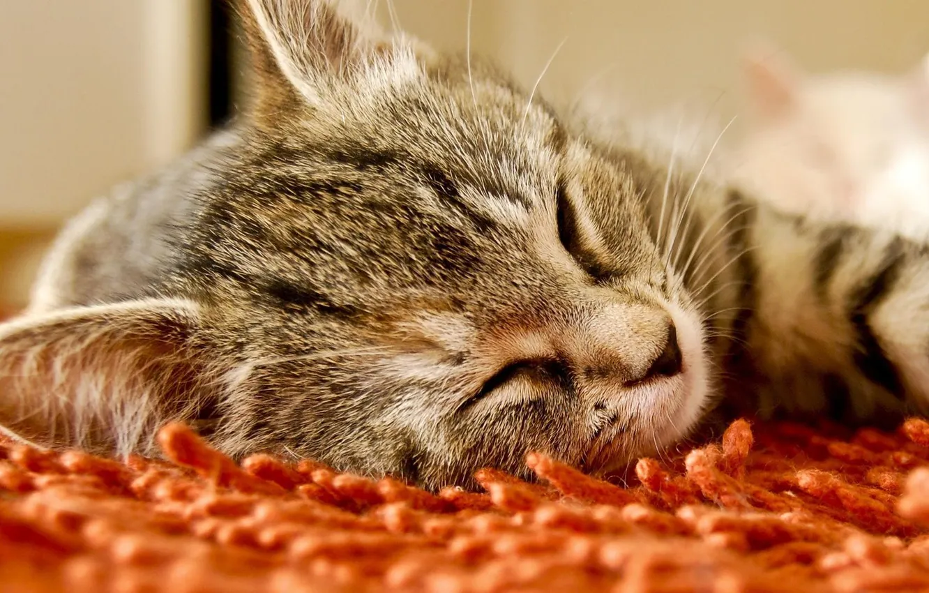 Photo wallpaper cat, carpet, eyes, sleeping, closed