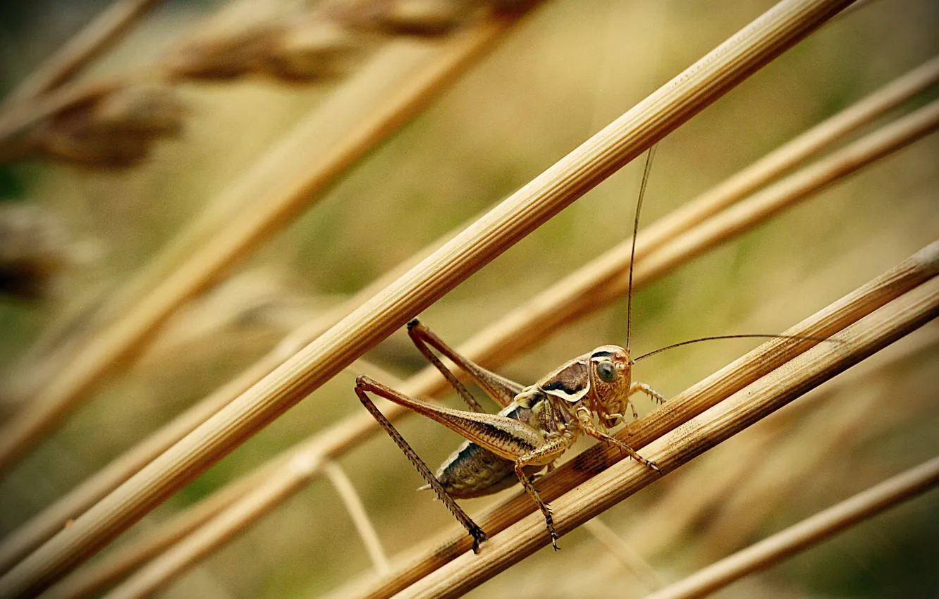 Photo wallpaper stems, insect, grasshopper