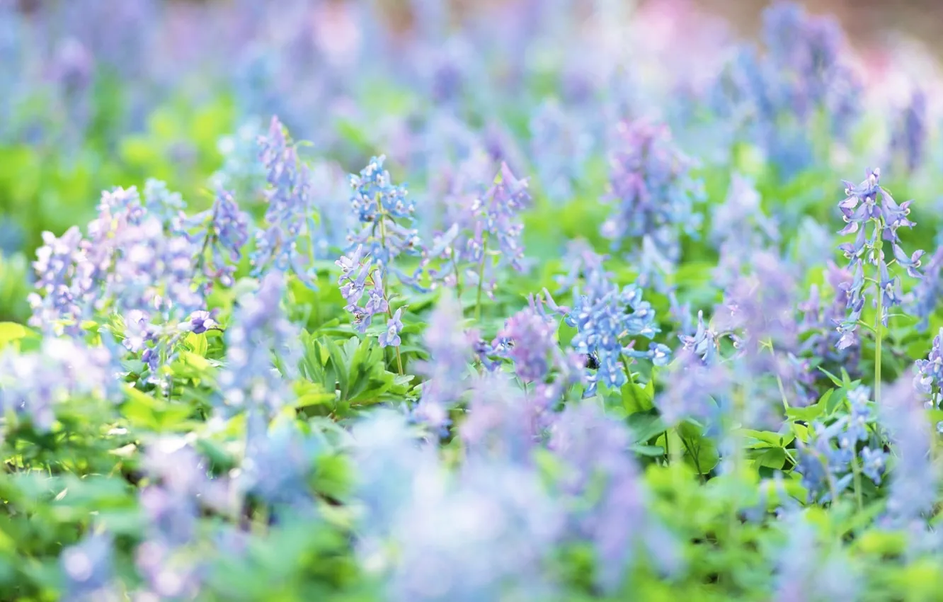 Photo wallpaper flowers, spring, meadow