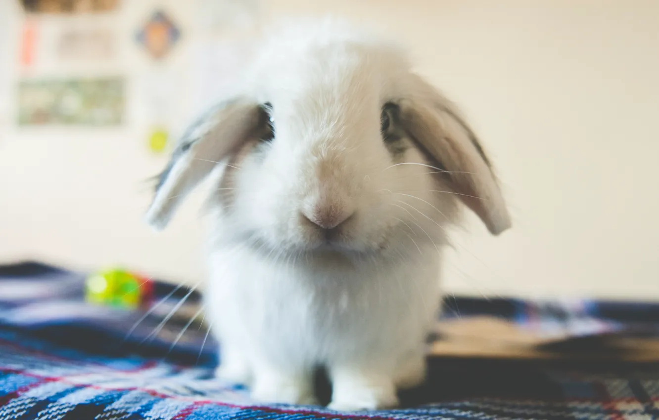 Photo wallpaper interior, rabbit, blurred, by jamiedenton