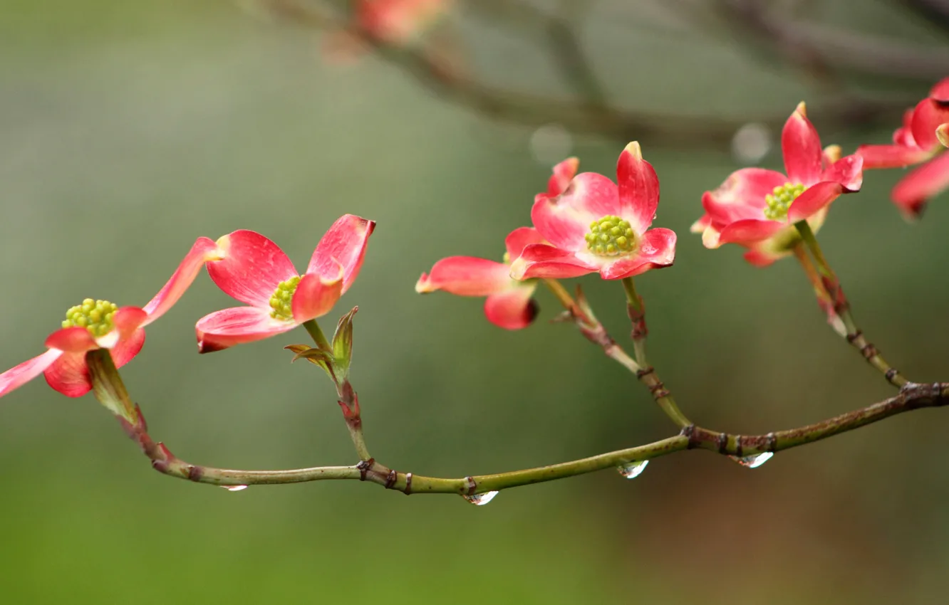 Photo wallpaper drops, flowers, branches, Rosa