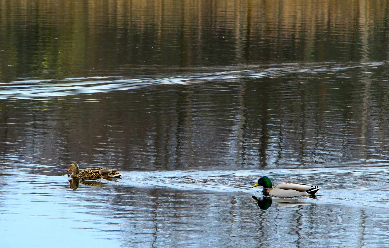 Photo wallpaper water, park, lake, pond, ducks