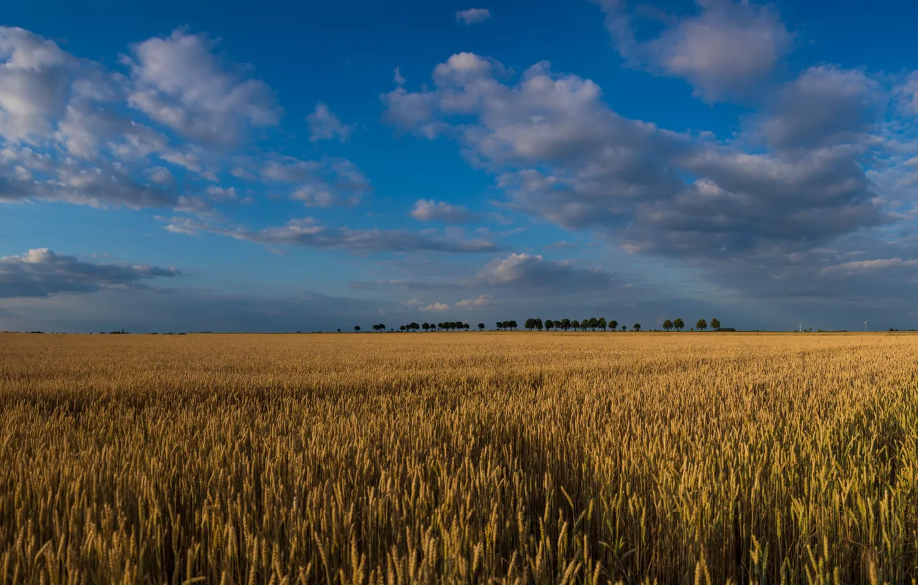 Photo wallpaper sky, trees, field, landscape, nature, sunset, clouds, wheat