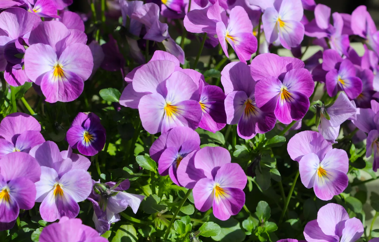 Photo wallpaper flower, spring, Pansies