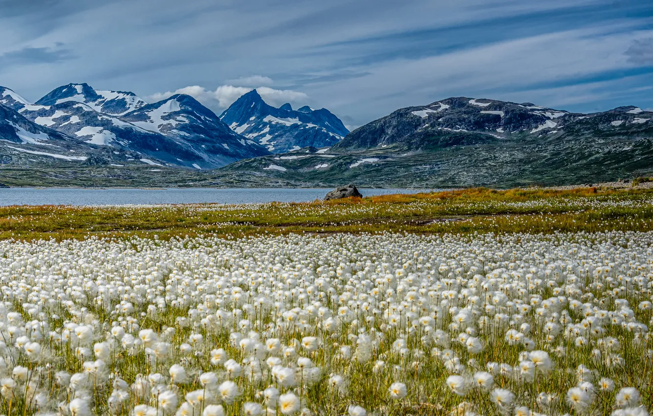 Photo wallpaper As cotton grass, slope, flowers, a lot, snow, mountains, shore, blue