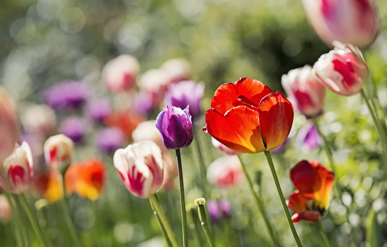 Photo wallpaper flowers, glare, tulips, flowerbed