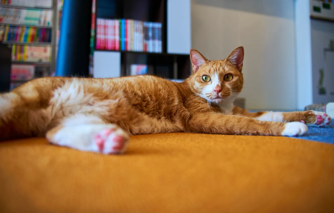 Photo wallpaper cat, cat, pose, comfort, house, room, carpet, books