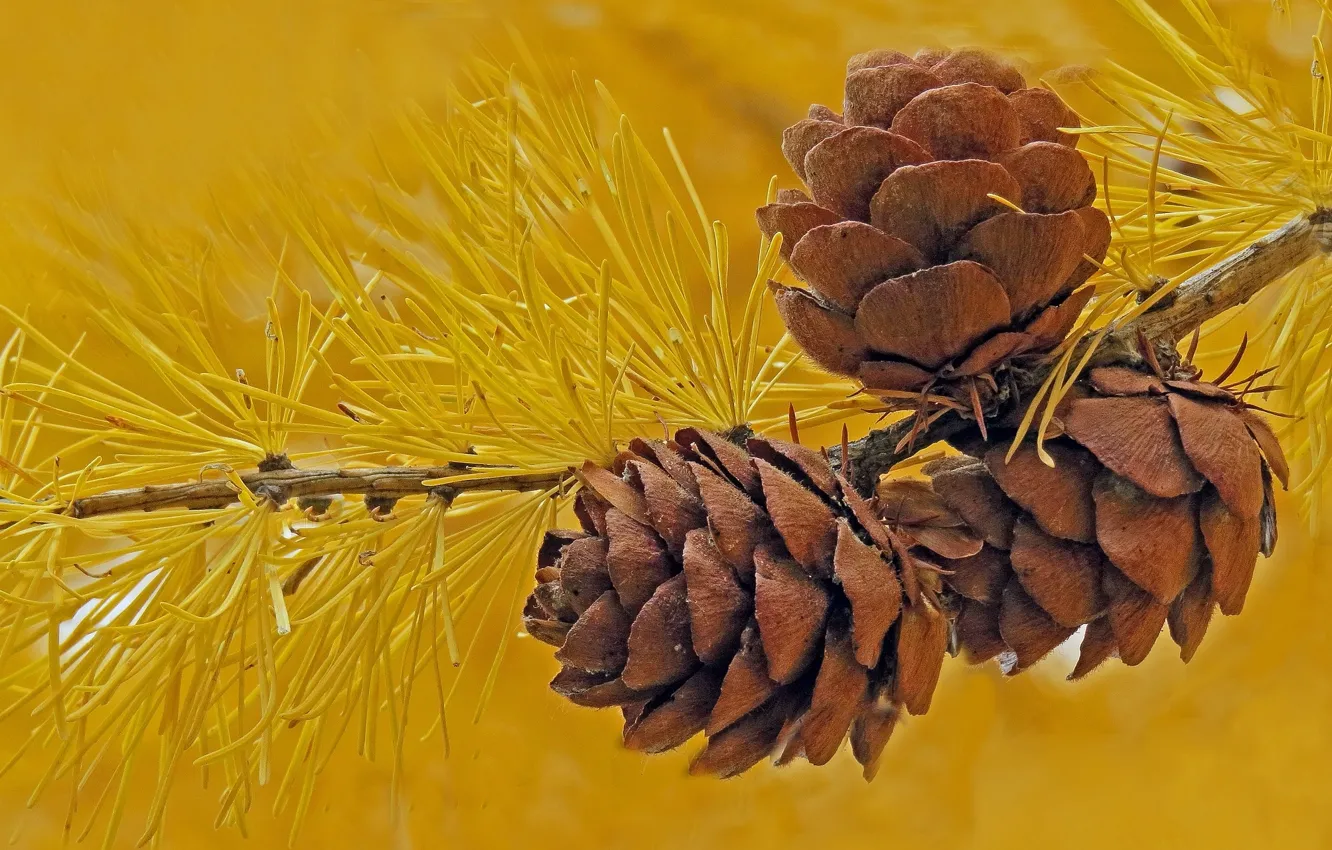 Photo wallpaper macro, needles, branches, bumps, larch