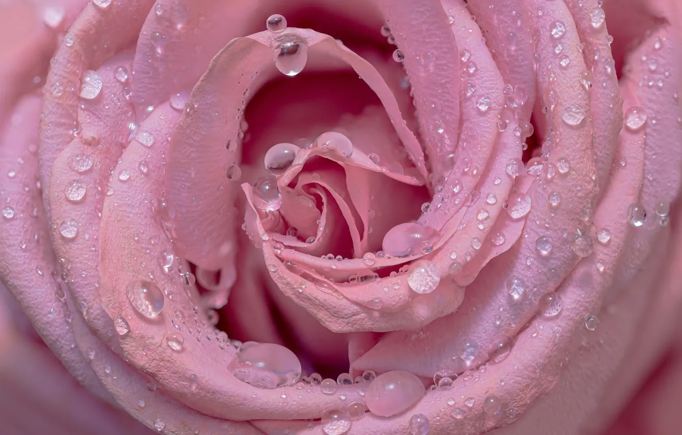 Photo wallpaper drops, macro, roses, pink