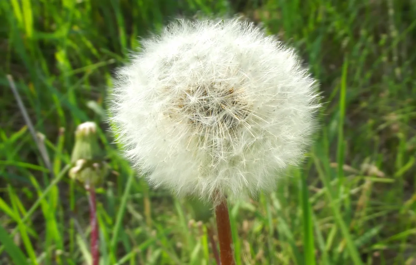 Photo wallpaper macro, nature, dandelion