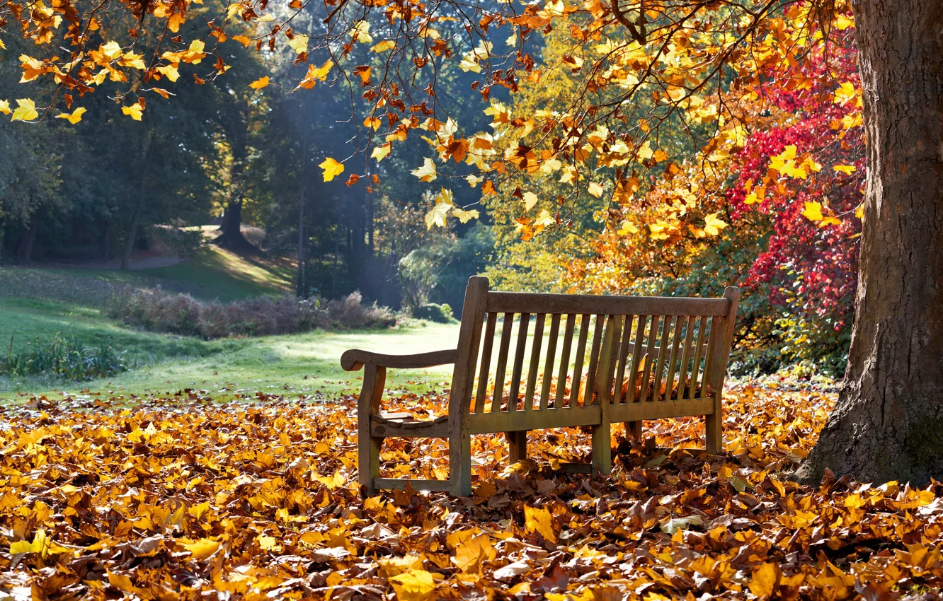 Photo wallpaper autumn, leaves, bench, nature, Park, photo