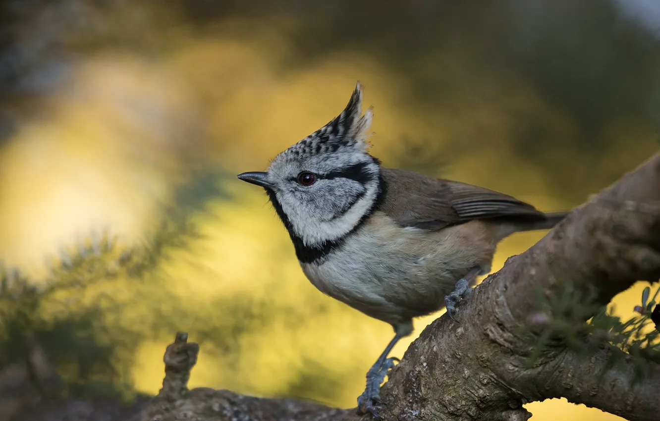 Photo wallpaper trees, branches, bird, bokeh, tit, grenaderka, crest, crested tit