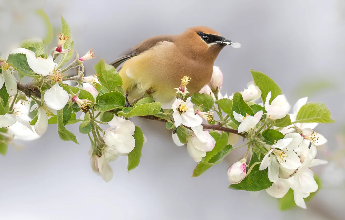 Photo wallpaper flowers, branches, background, bird, spring, petals, white, Apple