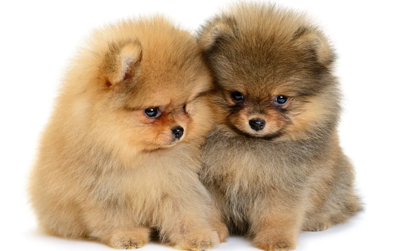 Photo wallpaper puppies, fluffy, kids, puppy, cute, Spitz