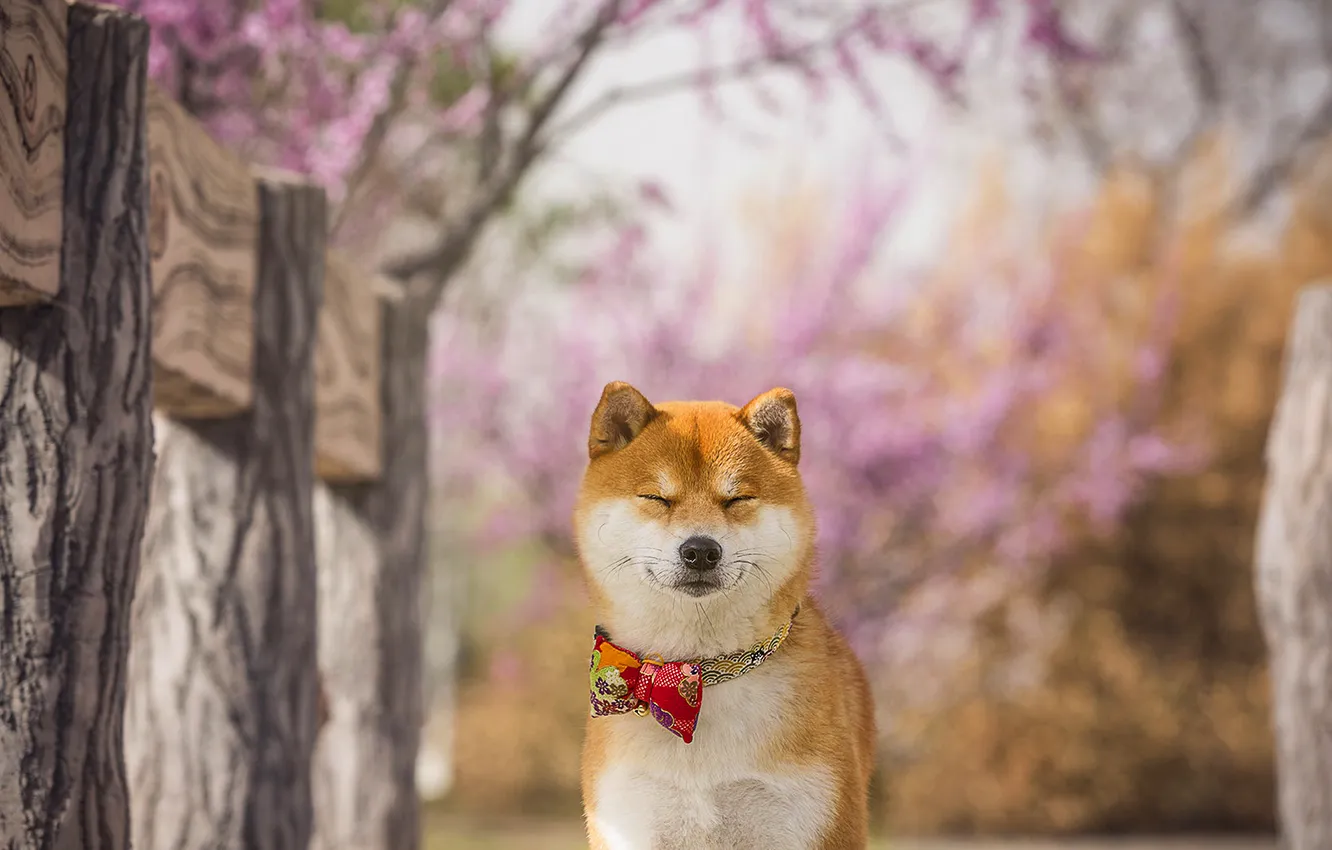Photo wallpaper trees, branches, nature, Board, the fence, dog, spring, face