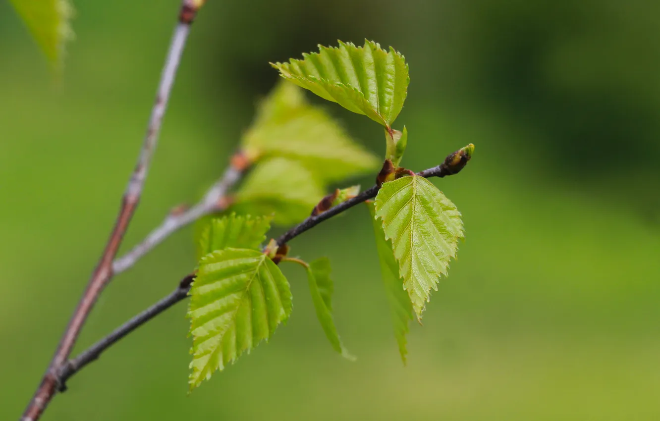 Photo wallpaper tree, spring, leaf, twig