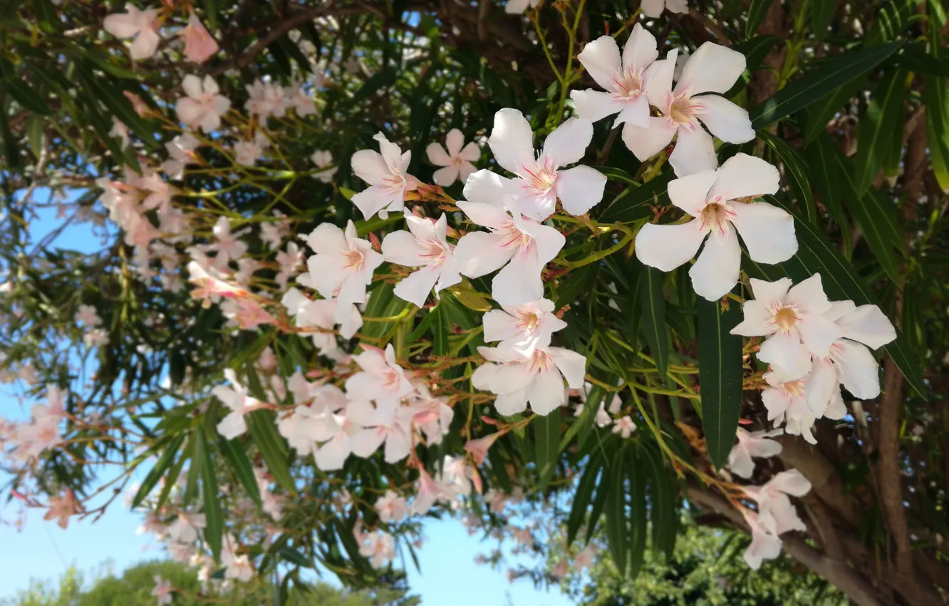 Photo wallpaper leaves, flowers, plant, flowers, leaves, plants, White Oleander, White Oleander