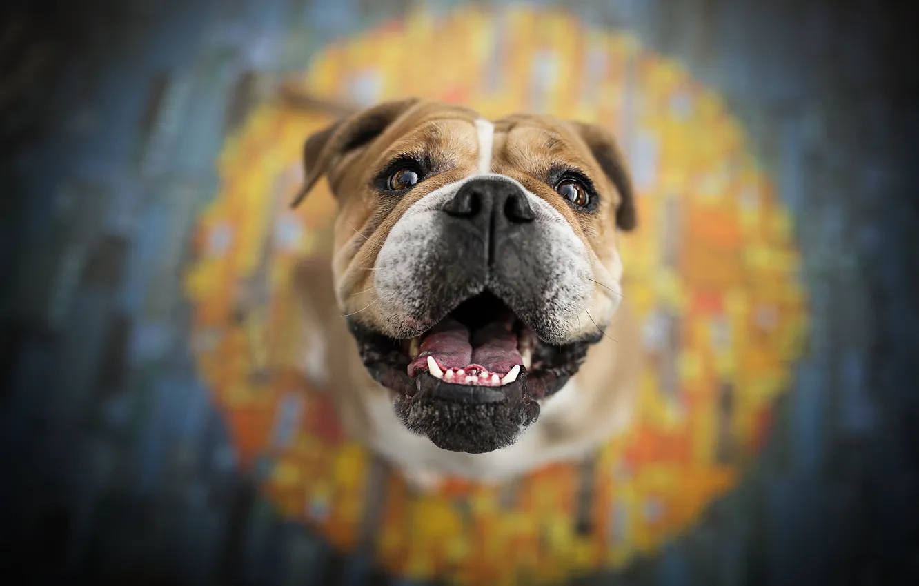Photo wallpaper look, face, background, dog, English bulldog