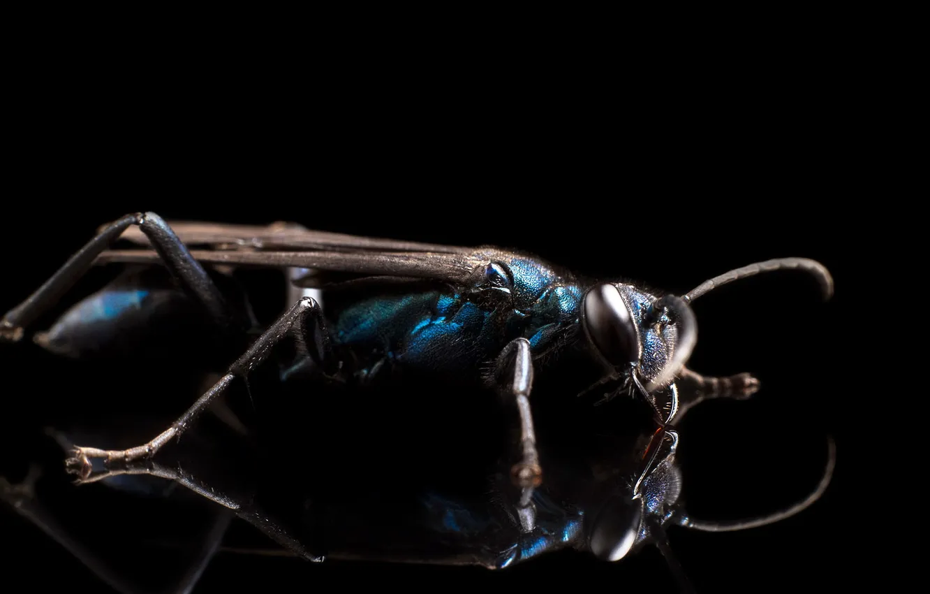 Photo wallpaper insect, strobist, Blue Mud Dauber