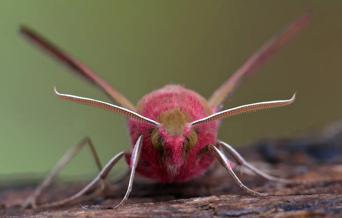 Photo wallpaper Deilephila elpenor, groot avondrood, Elephant Hawk-moth