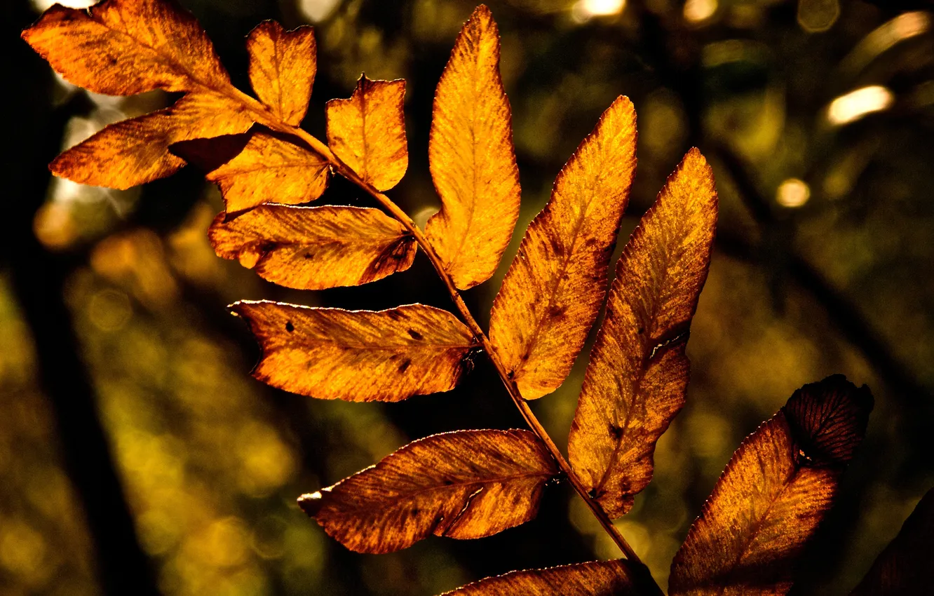 Photo wallpaper autumn, leaves, macro, trees, yellow, nature, foliage