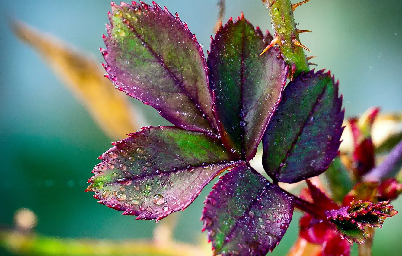 Photo wallpaper leaves, macro, nature, plant, color, spikes, water drops