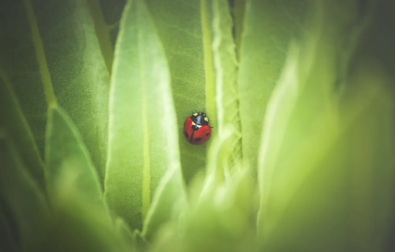 Photo wallpaper leaves, nature, ladybug