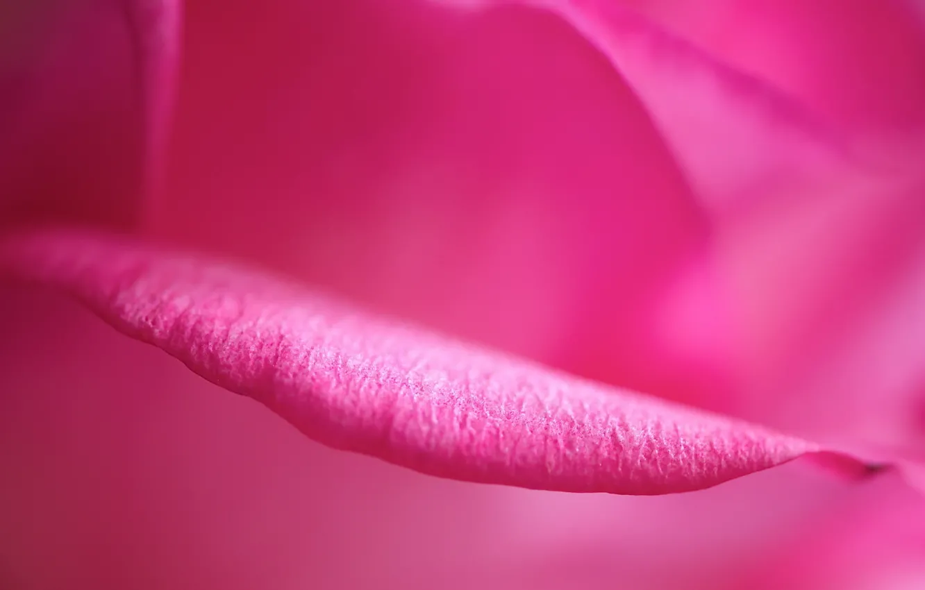 Photo wallpaper flower, macro, rose