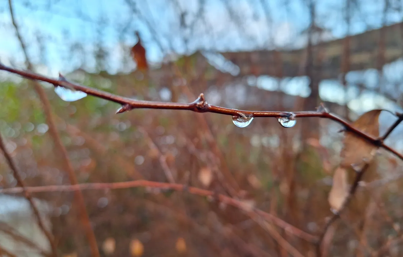 Photo wallpaper Twigs, Krzak, krople
