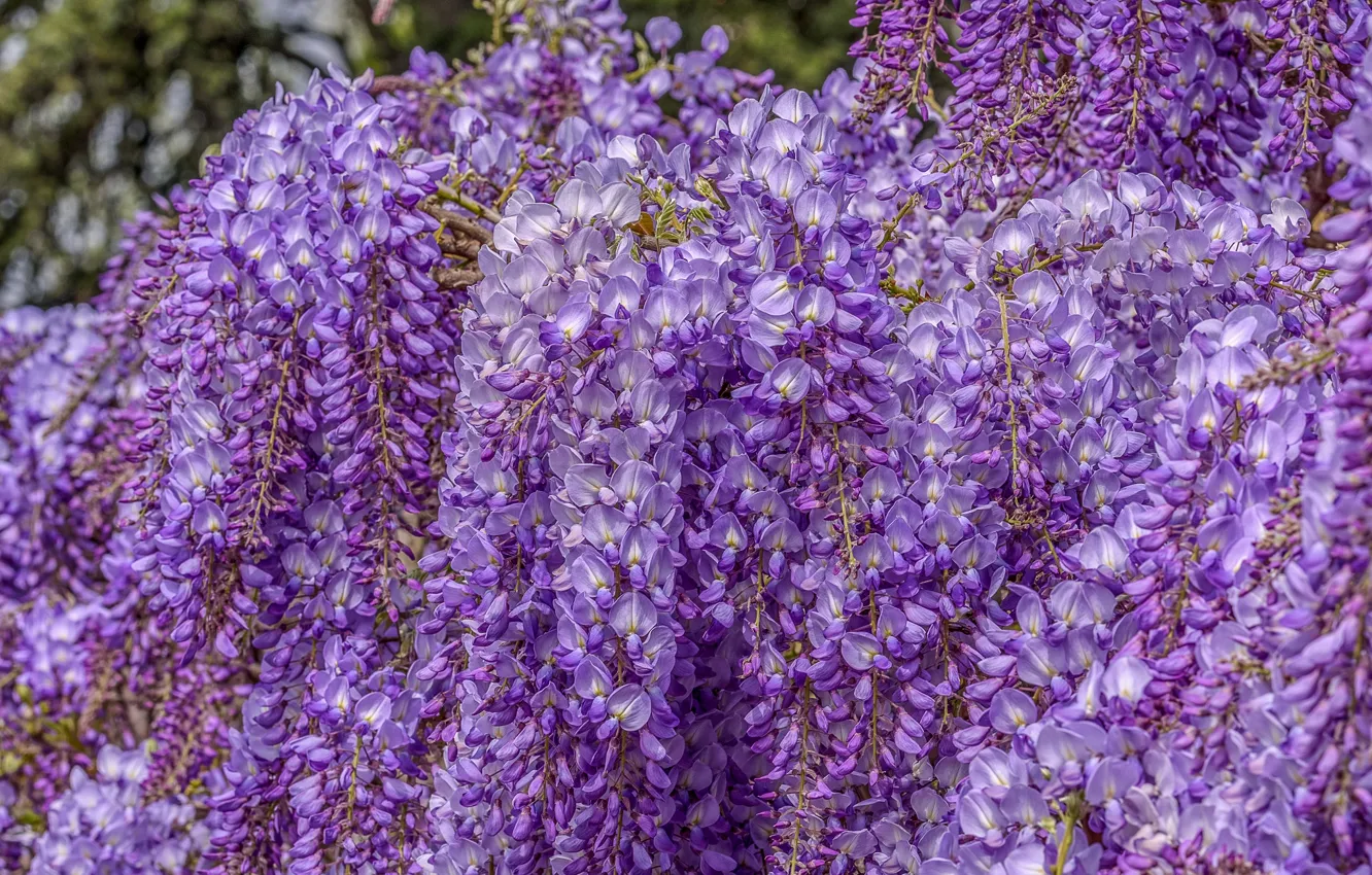 Photo wallpaper flowering, bunches, Wisteria, Wisteria