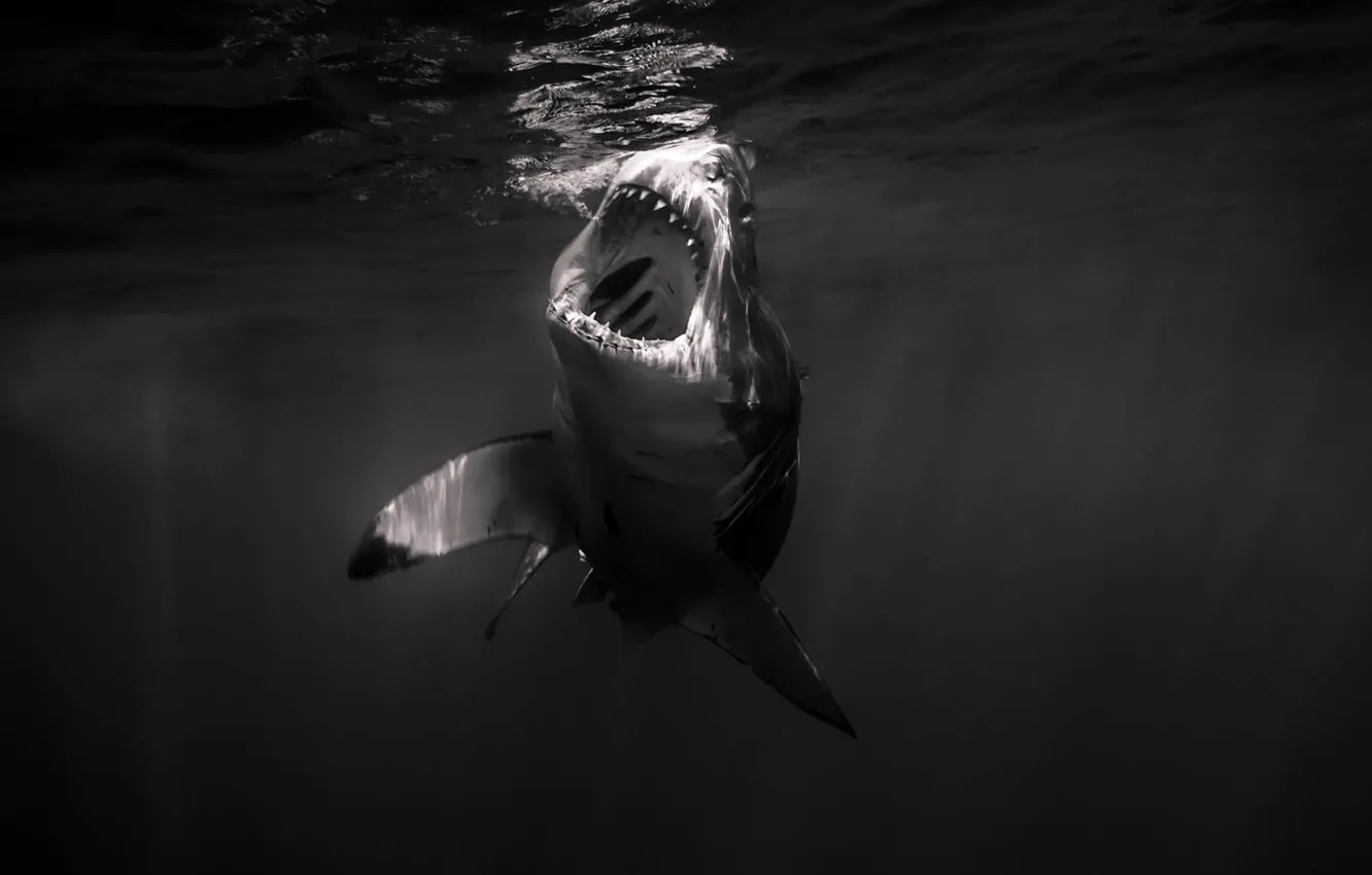 Photo wallpaper underwater, sea, water, monochrome, swimming, gray and white shark