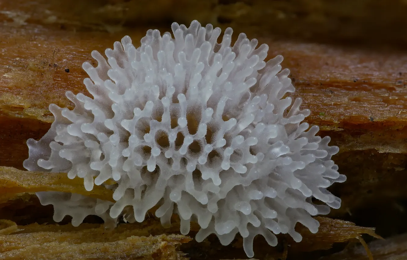 Photo wallpaper white, mushrooms