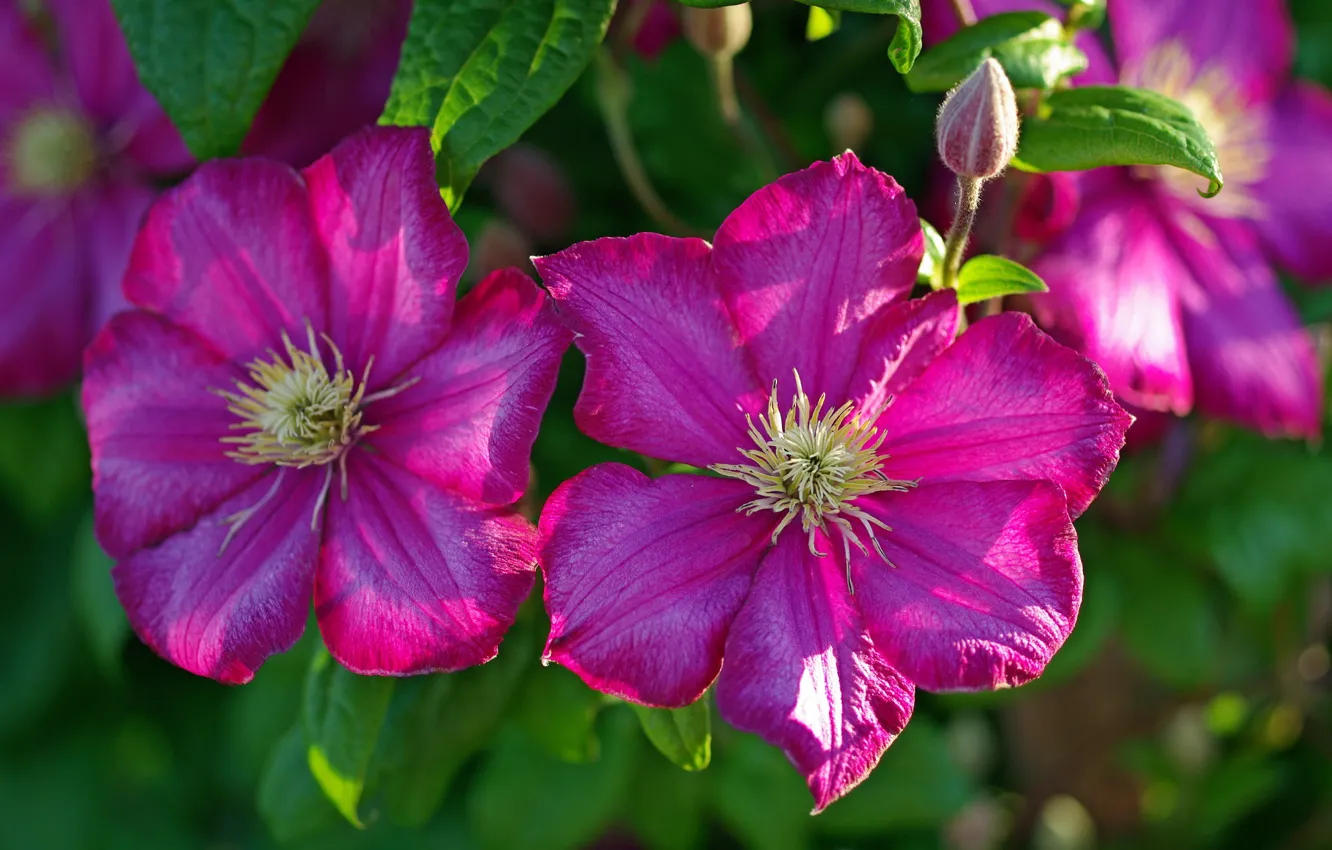 Photo wallpaper macro, petals, clematis, clematis
