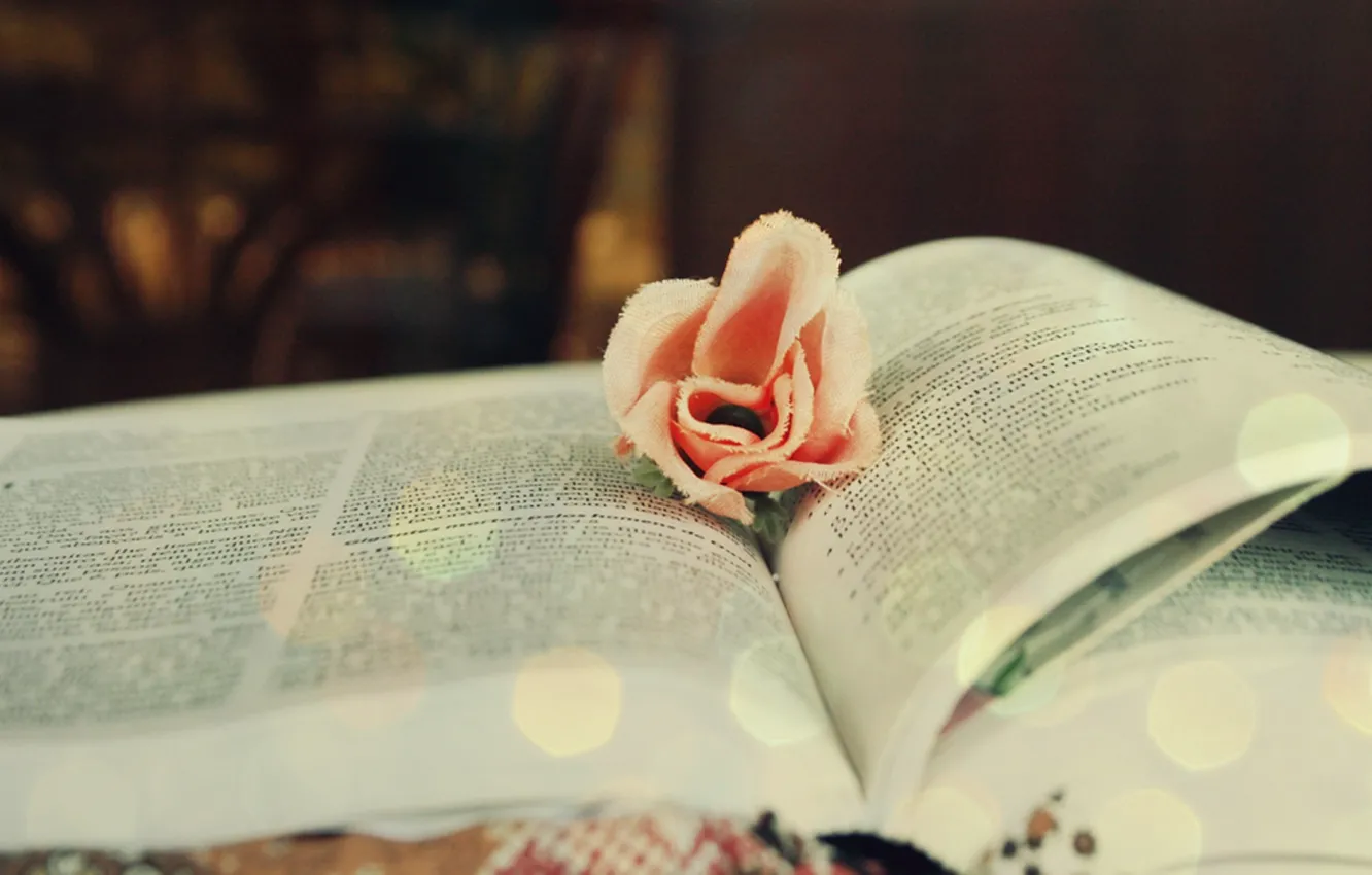 Photo wallpaper flower, macro, glare, mood, color, book, reading
