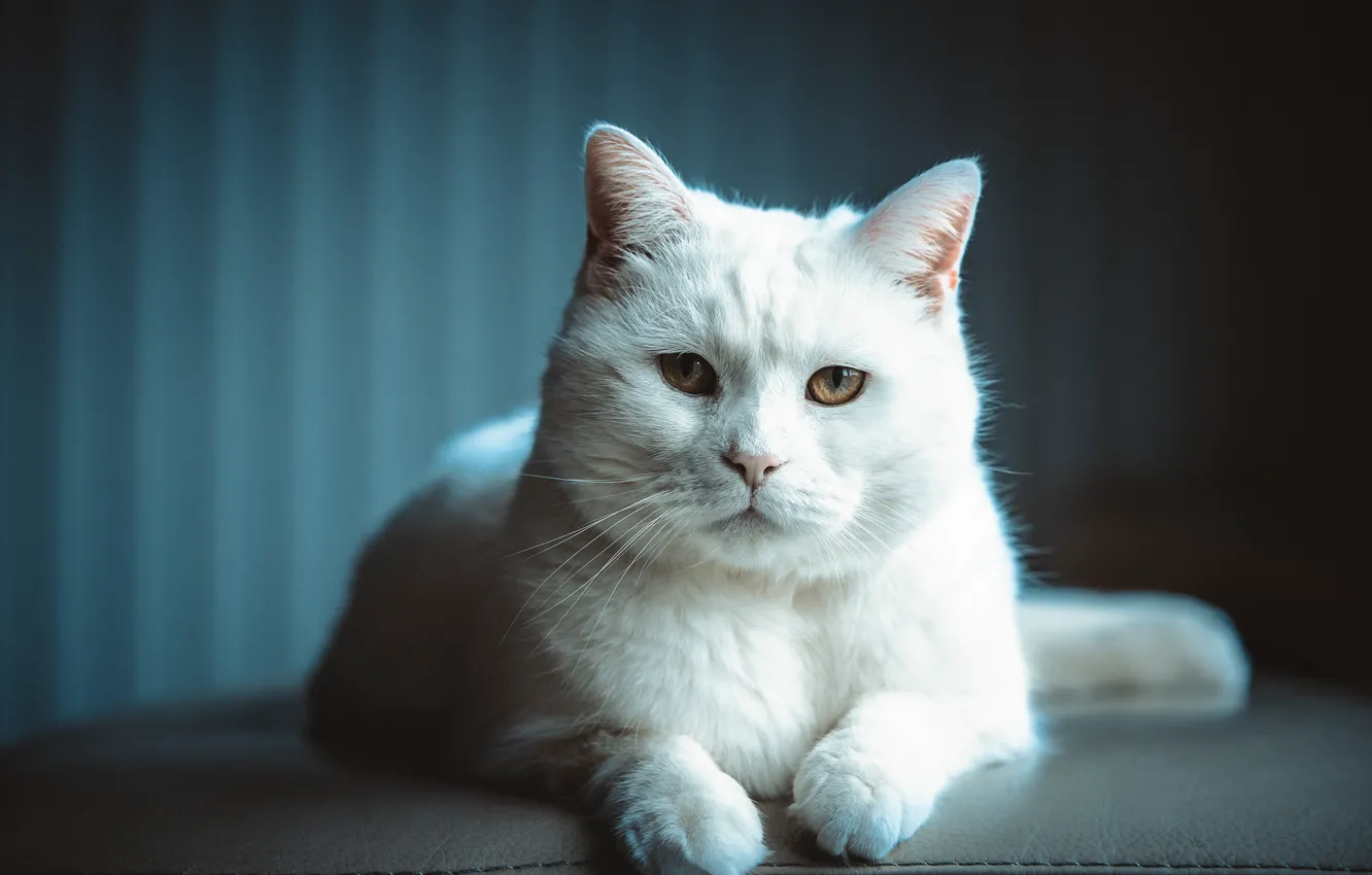 Photo wallpaper cat, white, cat, look, face, the dark background, portrait, brown eyes
