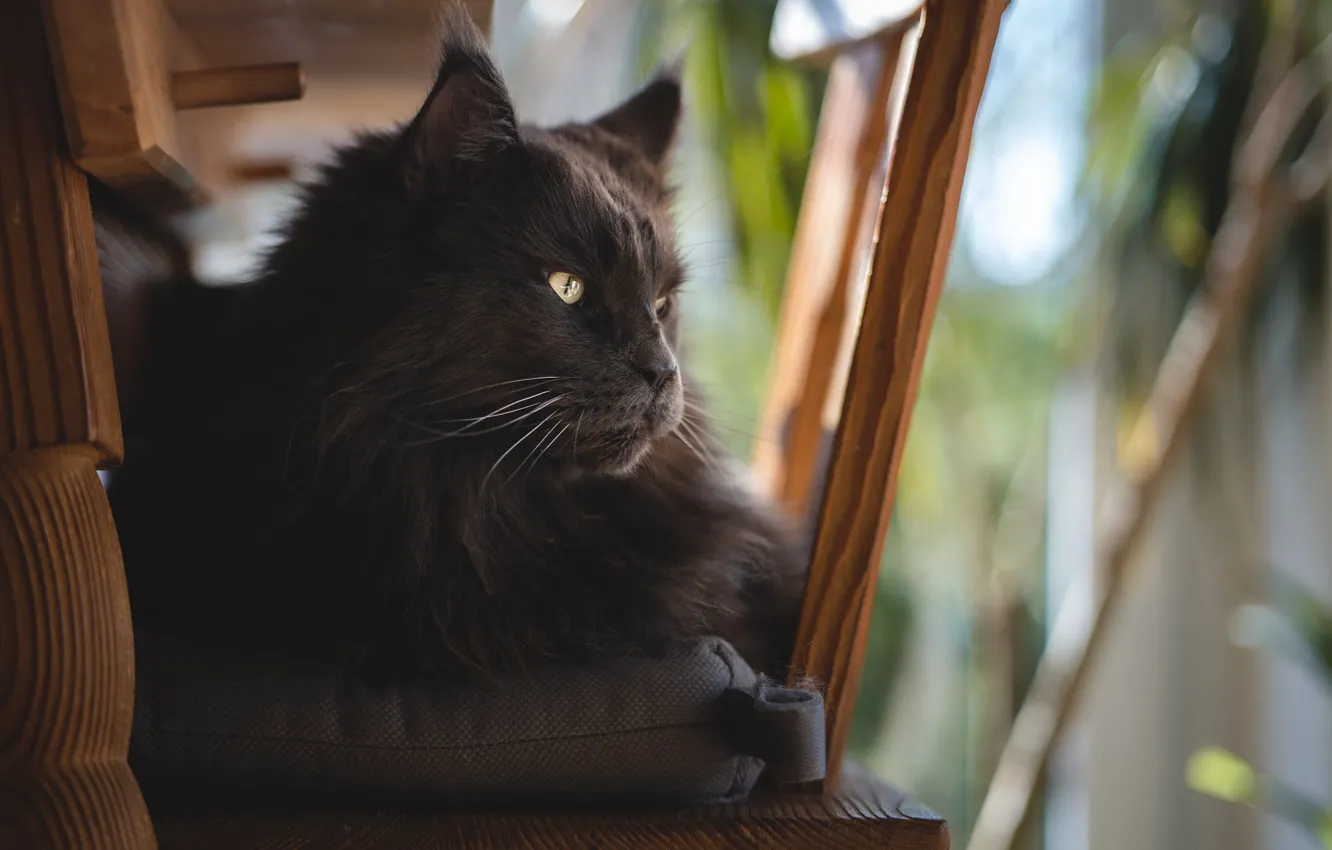 Photo wallpaper cat, cat, look, face, black, furniture, pillow, lies