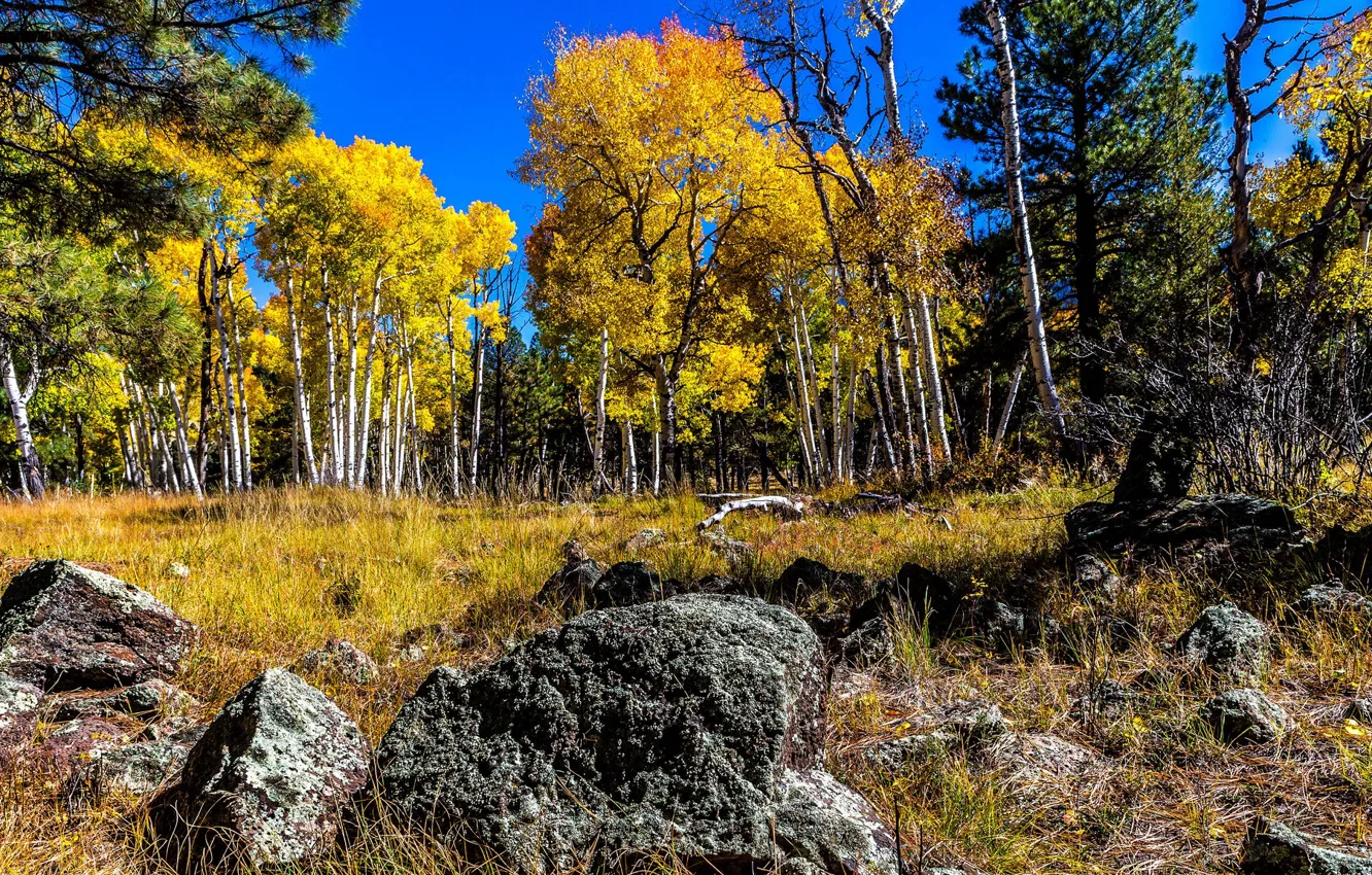 Photo wallpaper autumn, forest, the sky, trees, stones, grove, aspen