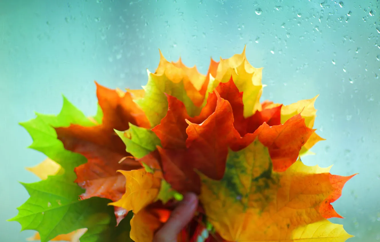 Photo wallpaper autumn, glass, leaves, water, macro, yellow, red, green