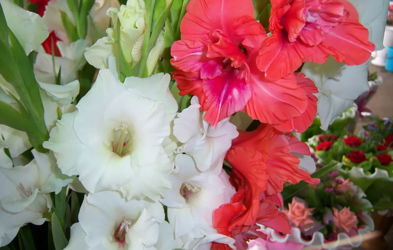 Photo wallpaper flowers, bouquet, gladiolus, Meduzanol ©
