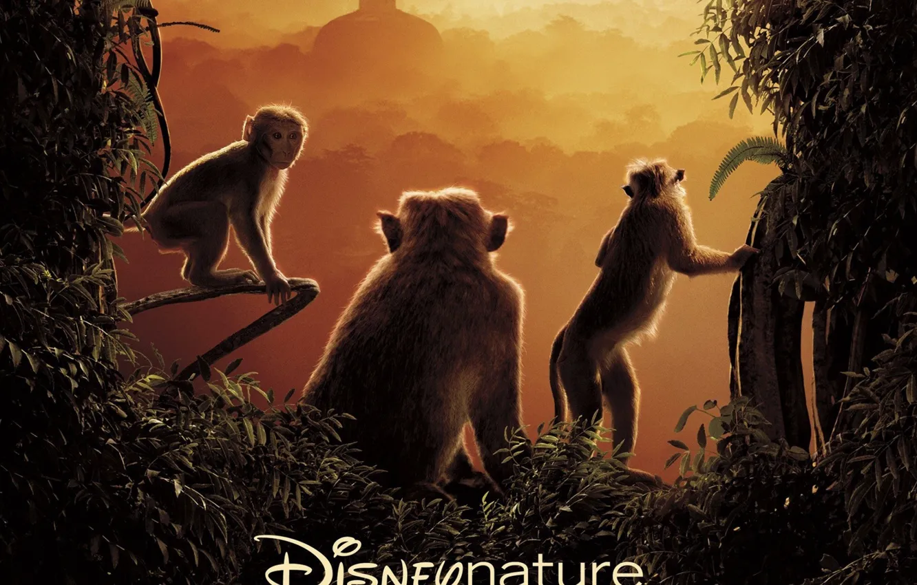 Photo wallpaper monkey, forest, sky, jungle, tree, building, vegetation, vine