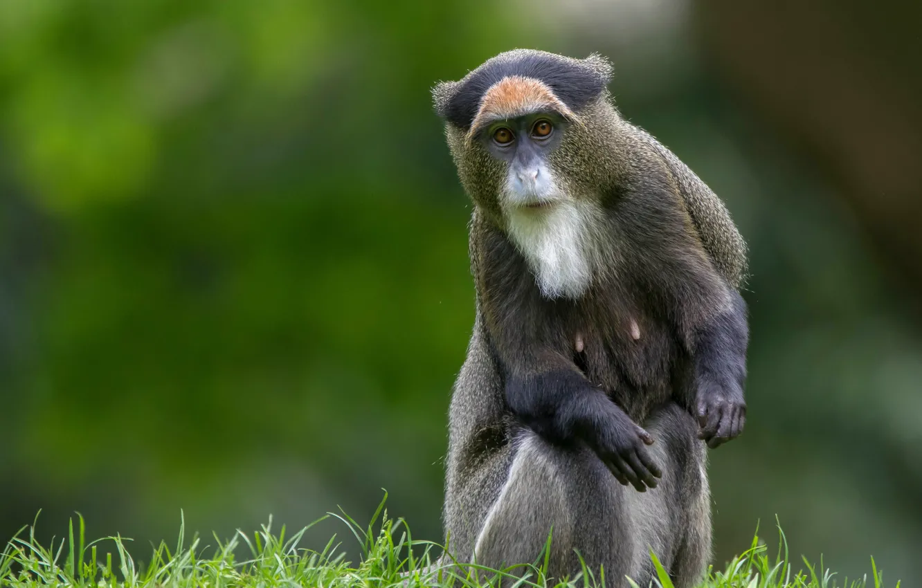Photo wallpaper erotic, chest, grass, look, face, pose, background, monkey