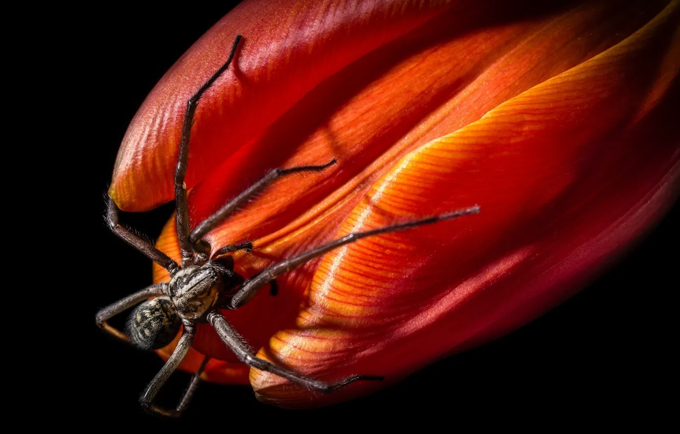 Photo wallpaper macro, flowers, the dark background, spider, petals, tulips